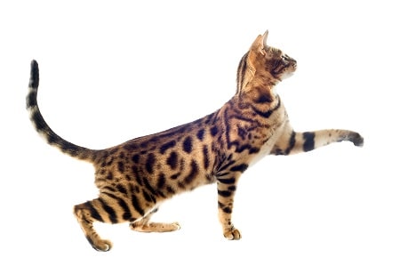 Bengal cat breed