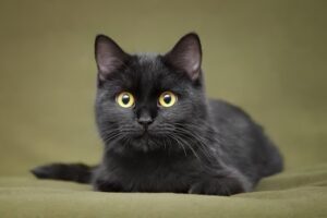 black cats superstition history