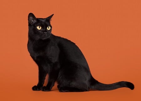 Bombay Cat Breed black