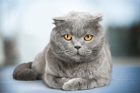 British Shorthair cat breed