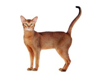 abyssinian cat breed