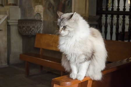 cat in church
