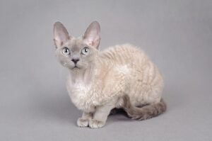 Devon Rex Cat breed