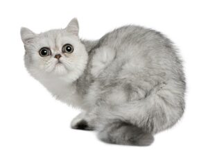 Exotic Shorthair cat breed