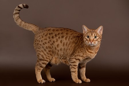 Ocicat cat breed