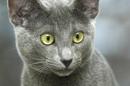 Russian blue cat breed