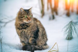 Siberian cat breed in snow