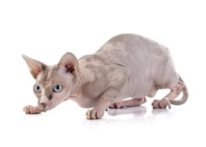 Sphynx Cat breed