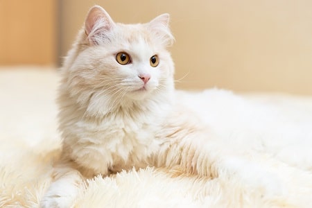 turkish angora cat breed