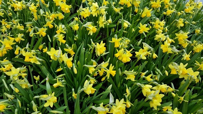 daffodils toxic to cats