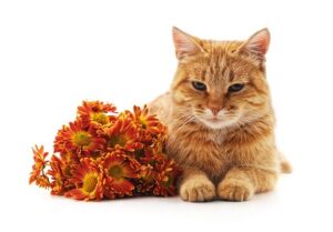 toxic flowers to cats
