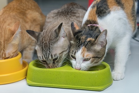 cat food and diet