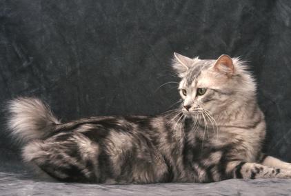 American Bobtail cat breed