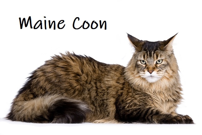 Maine Coon American Cat