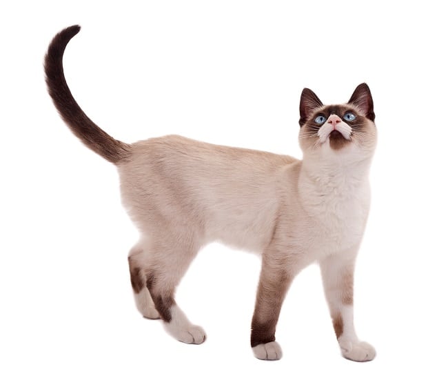 Siamese cat Appearance 